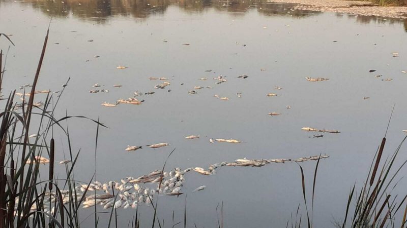 Estero Domingo Rubio: 200 toneladas de peces muertos