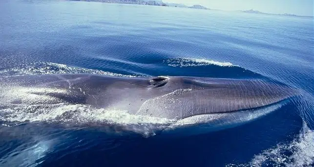 Islandia autoriza la reanudación de la caza de ballenas