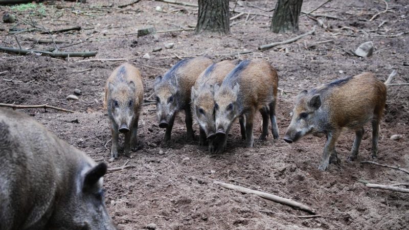 Fototrampeo para la monitorización de la fauna silvestre
