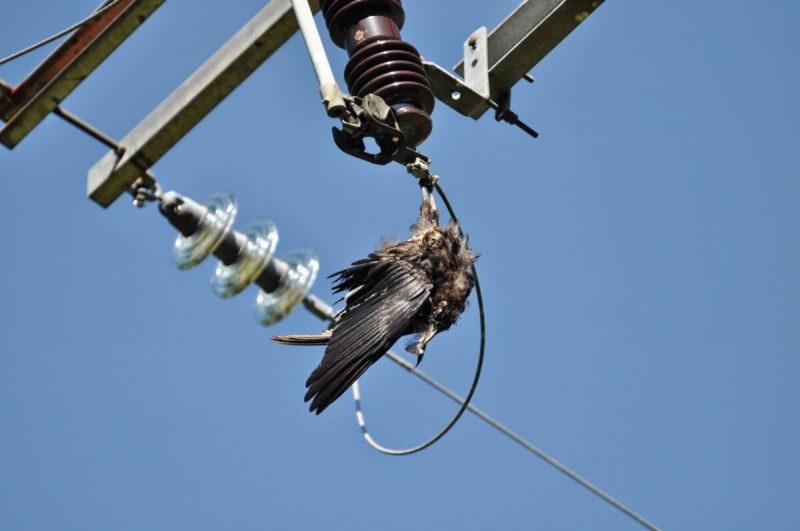 Gravísimo caso de electrocución de aves