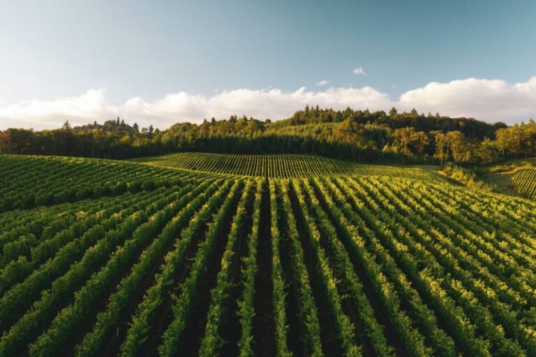 La PAC apuesta fuerte por la agricultura ecológica