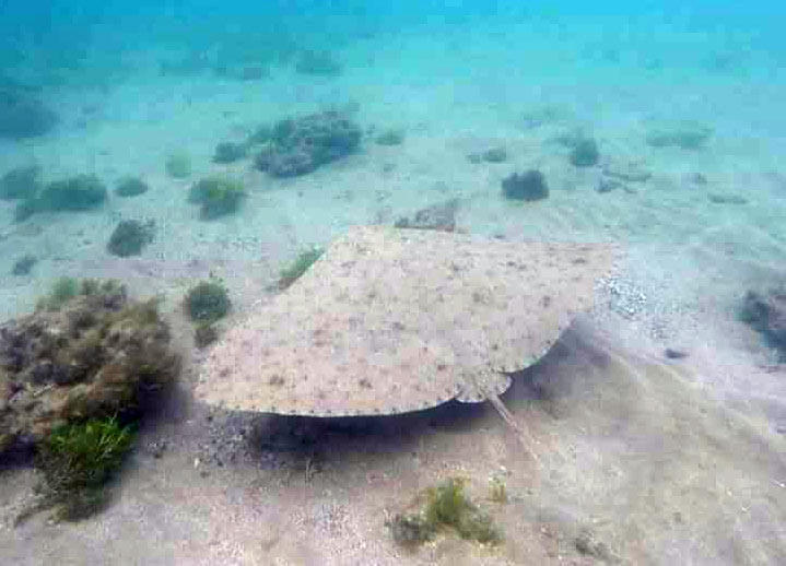 La raya mantelina está en peligro en el País Valencià