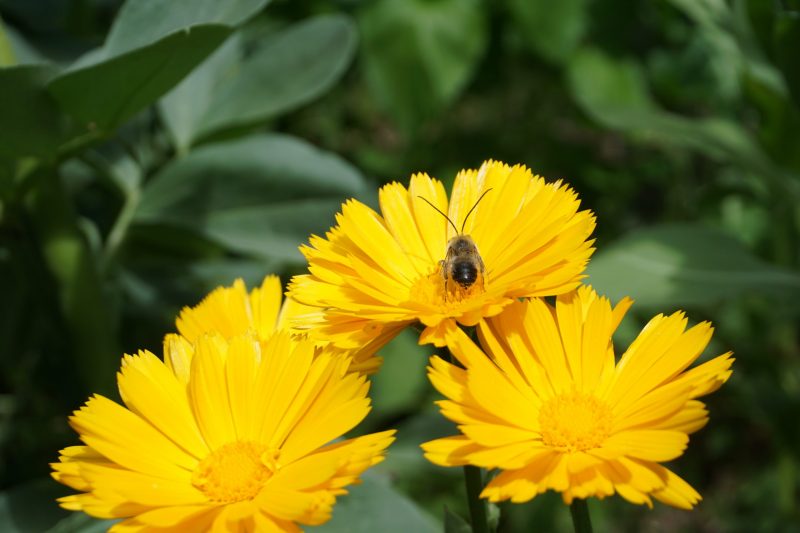 Las huertas de Madrid dependen de las abejas silvestres