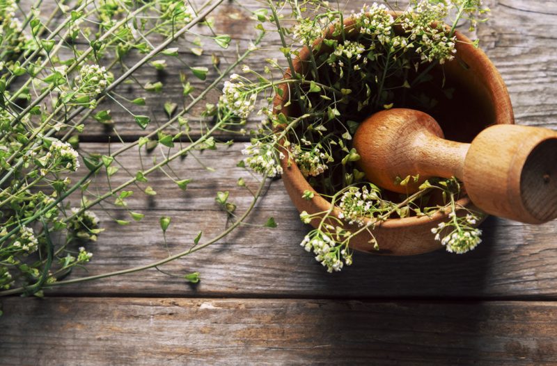 Las plantas medicinales españolas gozan de buena salud
