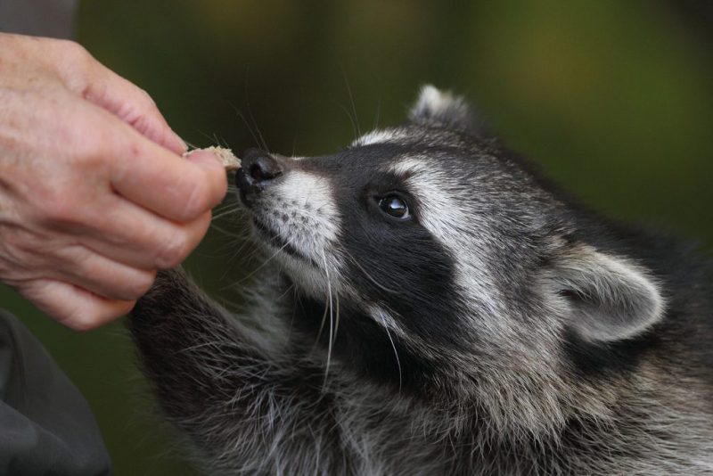 Lista negra y alerta de la invasión de especies en Catalunya