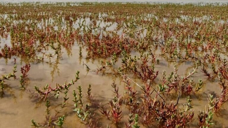 Los humedales son vitales ante fenómenos como la DANA