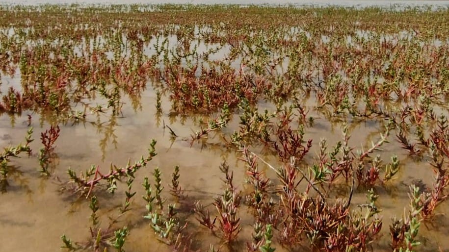 Los humedales son vitales ante fenómenos como la DANA
