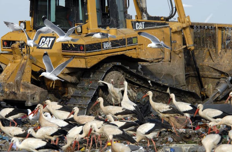 Los pollos de cigüeña comen literalmente basura