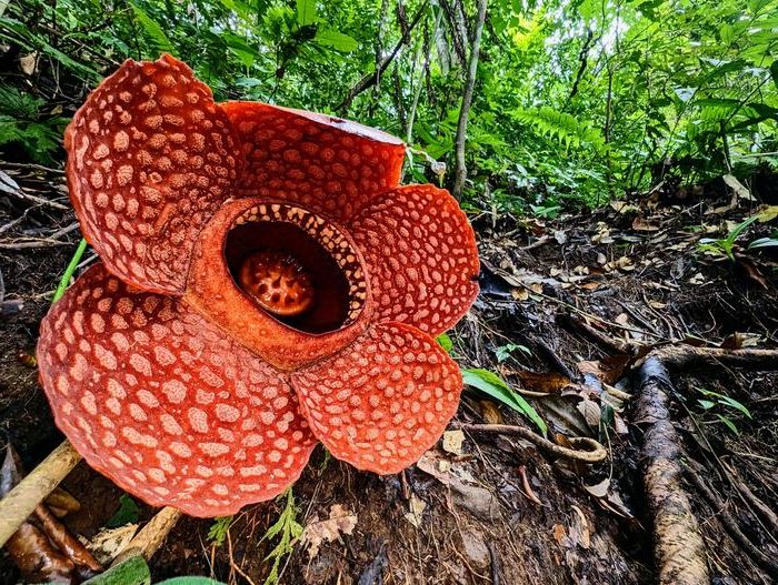 La flor más grande del mundo a La flor más grande del mundo al borde de la extinción