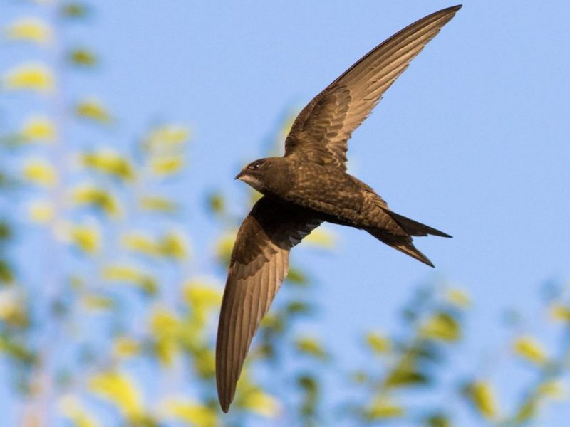 Más calor en las ciudades, menos biodiversidad de aves