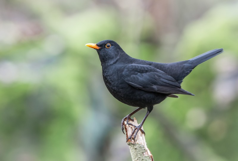 Buscando y cuidando a las aves de Zaragoza