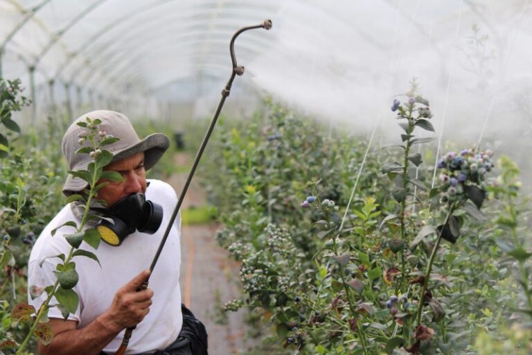 Nuevo estudio para la reducción de pesticidas en la agricultura