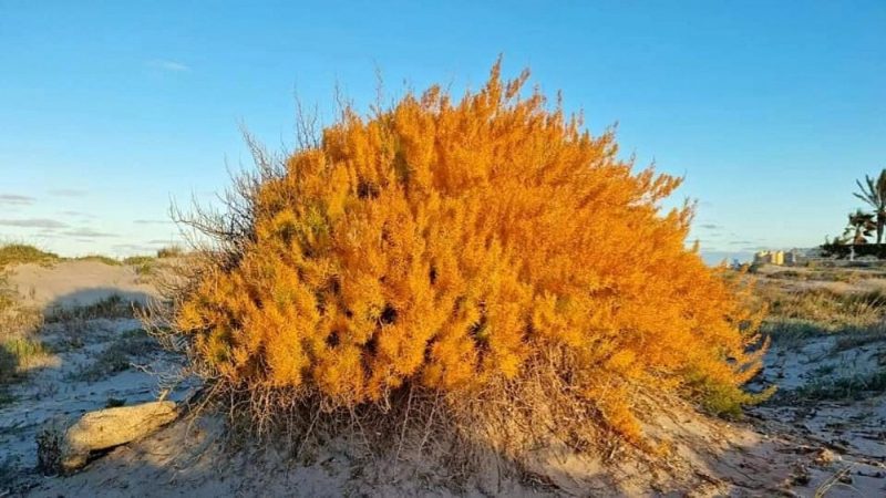 Obras dañan un ejemplar de Esparraguera del Mar Menor