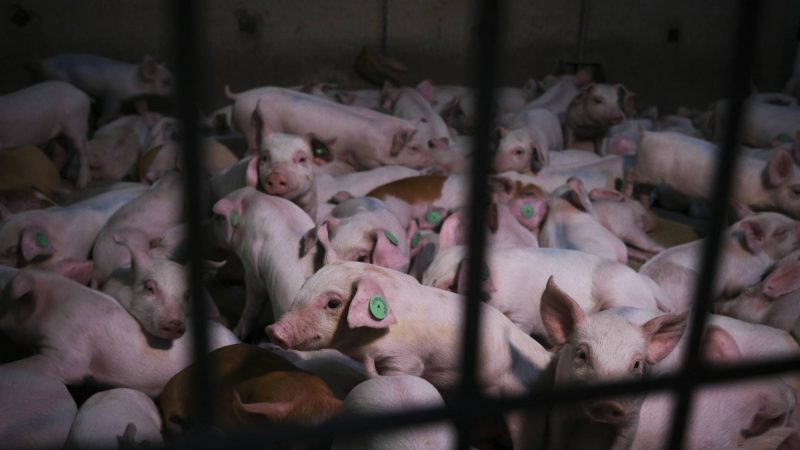 Polémica a cuenta de una macrogranja en la pedanía de La Pared
