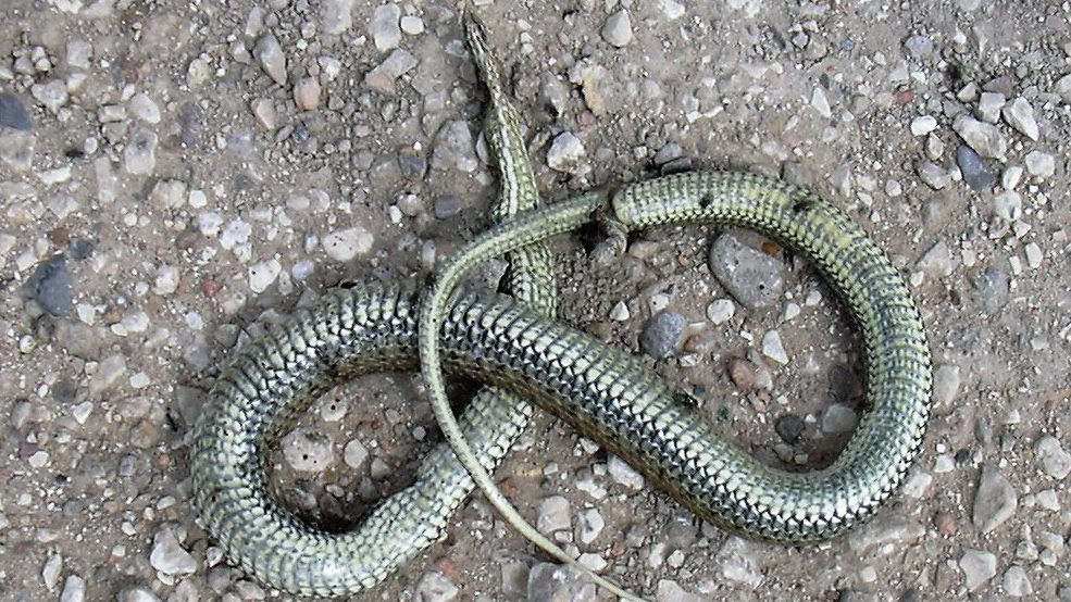 Por un Carril Bici Jerez–La Barca que proteja la fauna