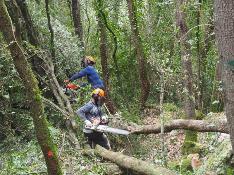 Proyecto Life Biorgest: La gestión forestal mejora la biodiversidad