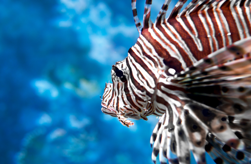 Qué caras resultan las especies exóticas invasoras