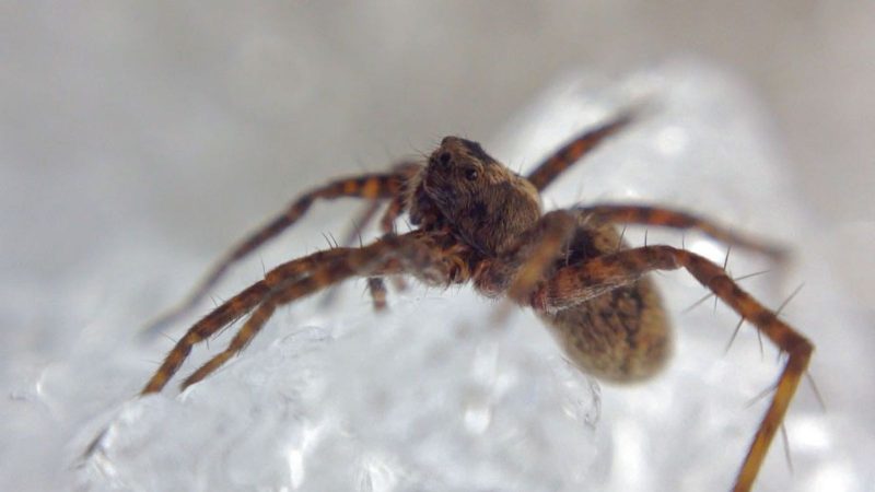 Qué pasa con las arañas neotropicales semiacuáticas