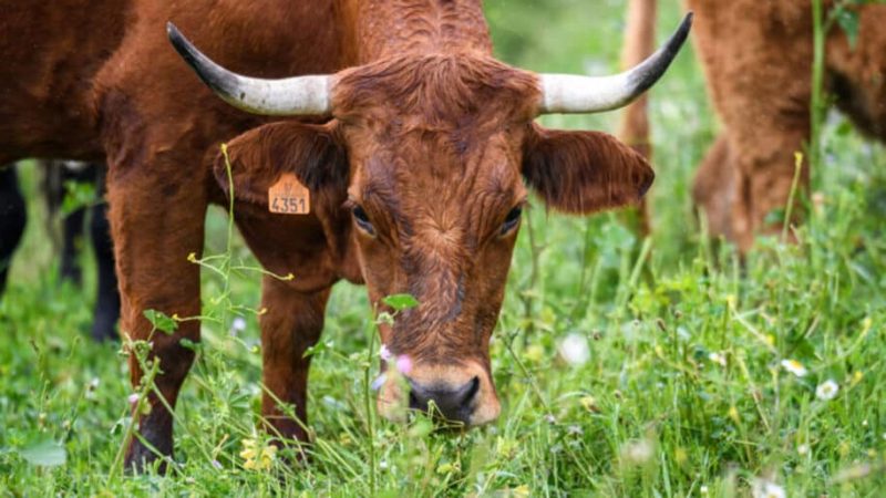 Territorios Pastoreados 2023