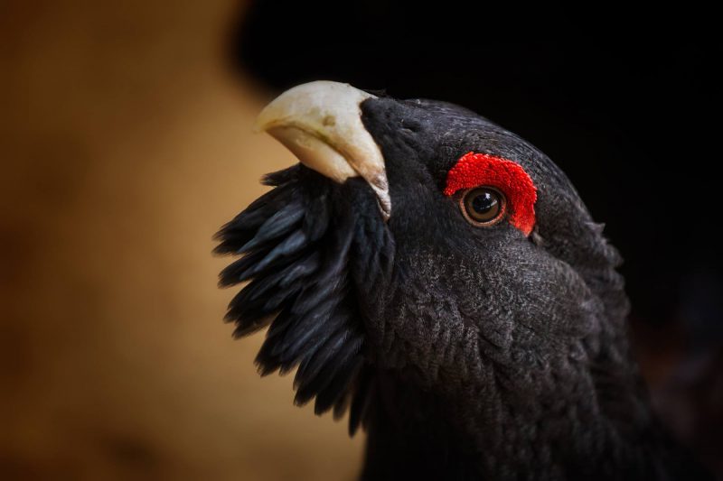 El urogallo en el Pirineo aragonés en situación desesperada