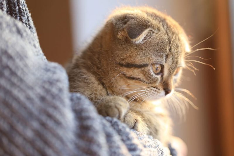 Informe EFSA: mayor protección a perros y gatos de cría en la UE