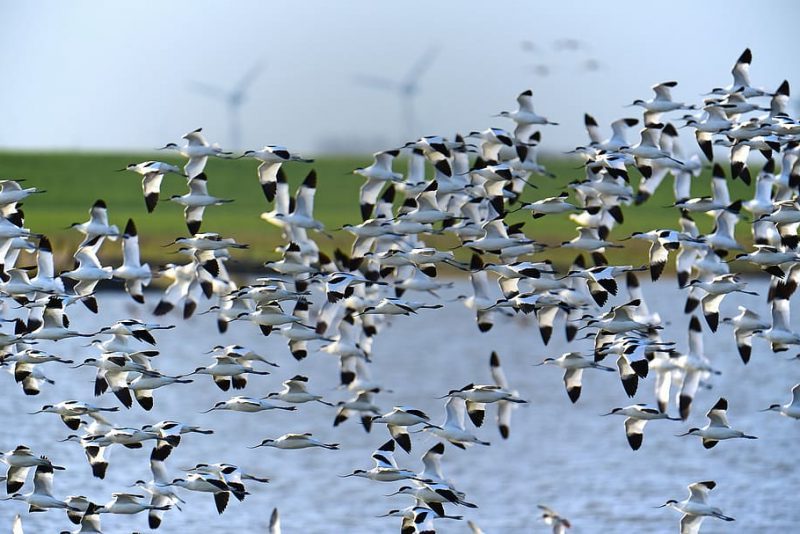 ¿Qué ondas alteran el sentido magnético de las aves migratorias?