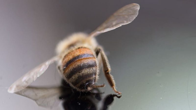 Calor y patógenos: están acabando con las abejas