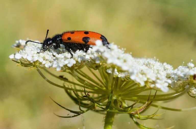Actividades humanas provocan el declive de insectos en Europa
