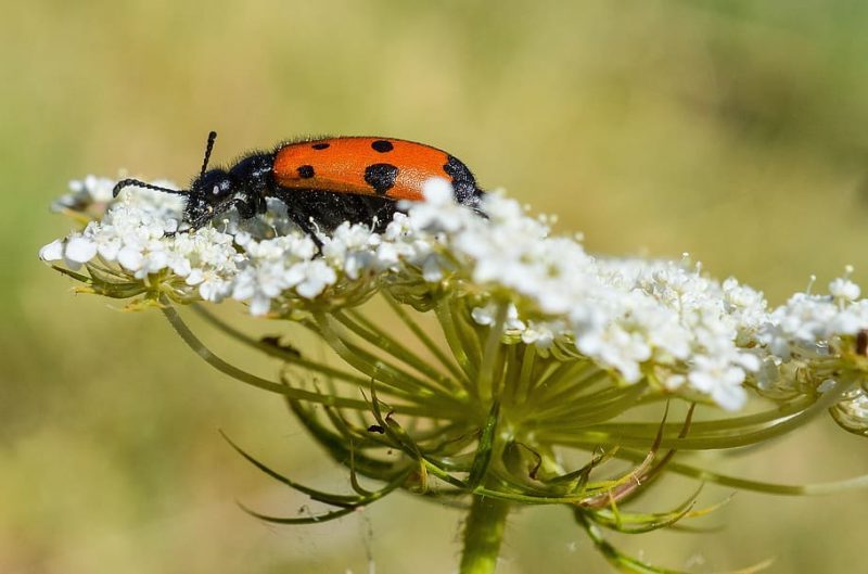 Actividades humanas provocan el declive de insectos en Europa