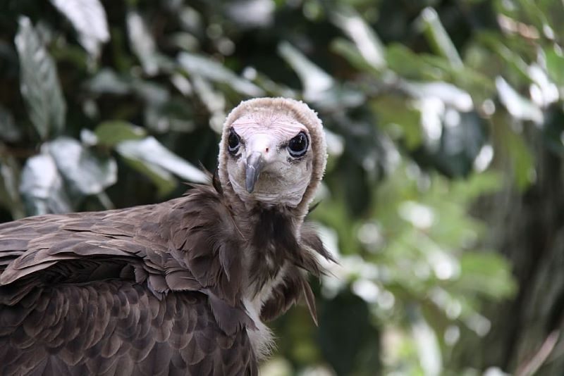 ¿Por qué debemos cuidar a los buitres?