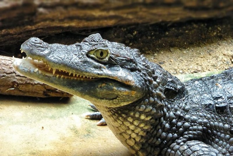 Las actividades humanas son nefastas para los caimanes