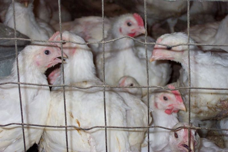 Se deben prohibir las razas de pollos de rápido crecimiento