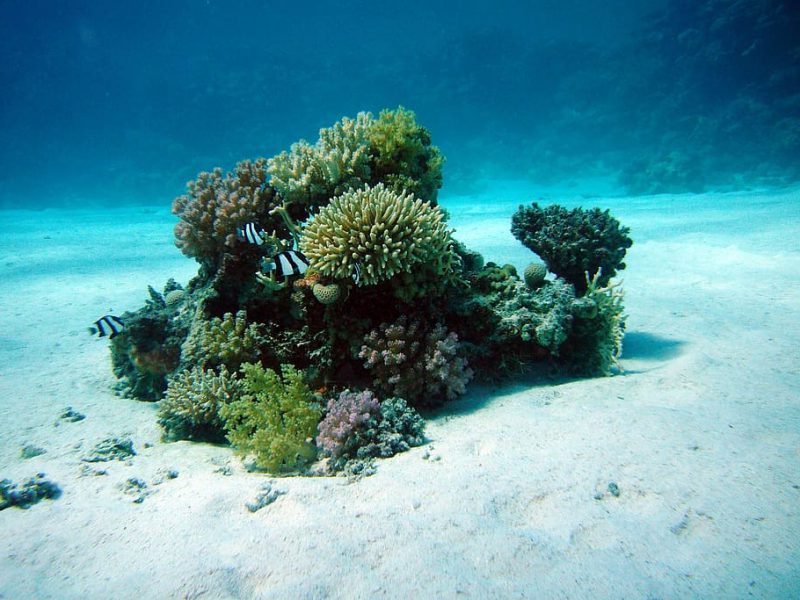 Huella ecosistémica: debe integrarse en la gestión medioambiental