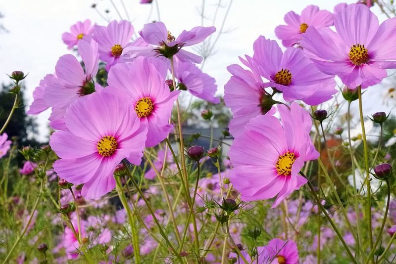 La contaminación degrada el aroma de las flores