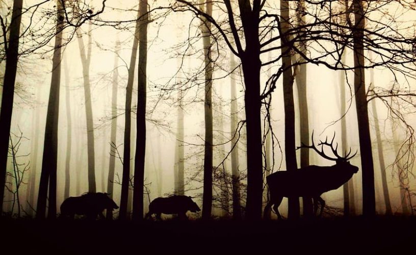 NO a la caza como método de conservación en Monfragüe