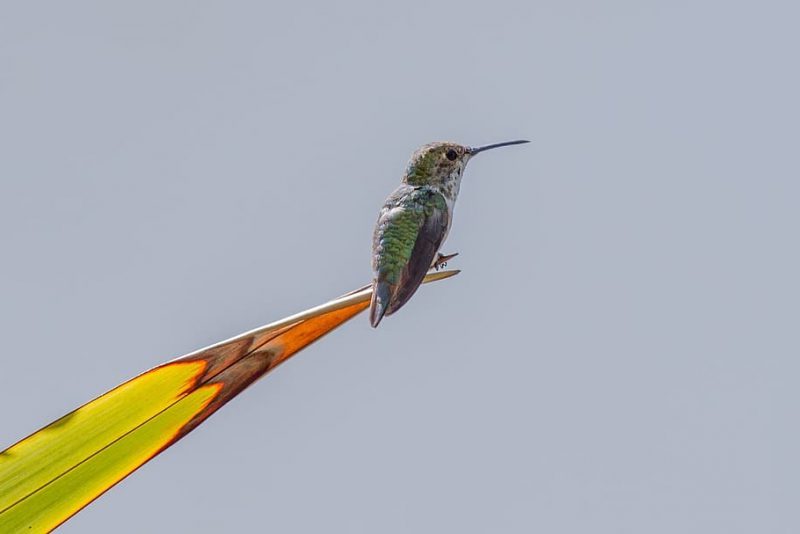 La biodiversidad prospera en las granjas de Costa Rica