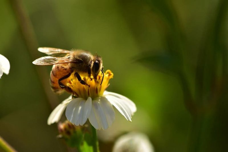 Pesticidas residuales y persistentes en el polen de las abejas
