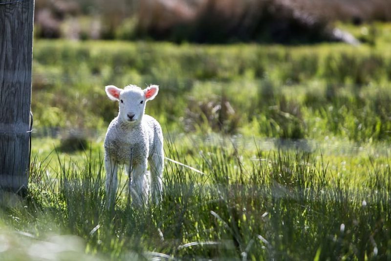 Acuerdos comerciales sí, bienestar animal también