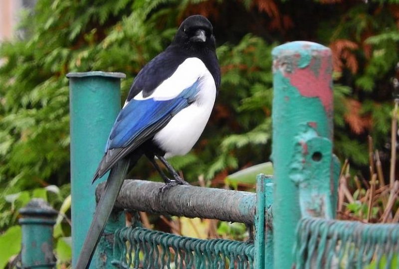¿Cómo afecta a las aves la contaminación lumínica urbana?