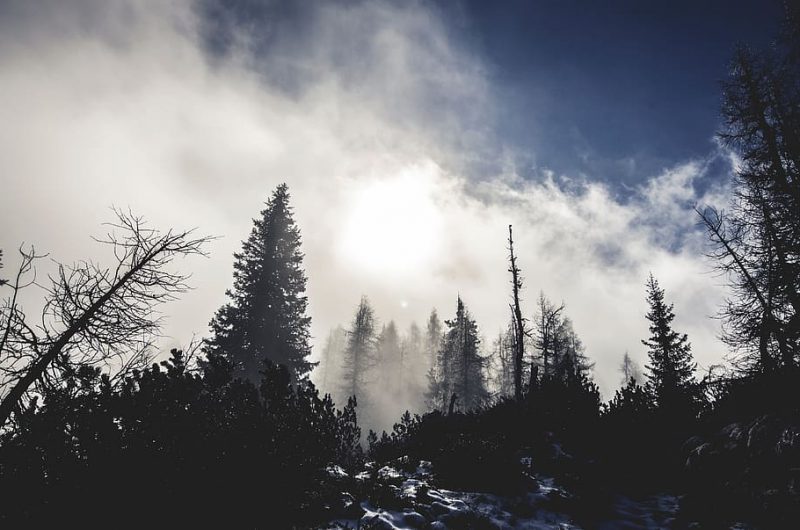 Bosques de montaña afectados por el calentamiento global