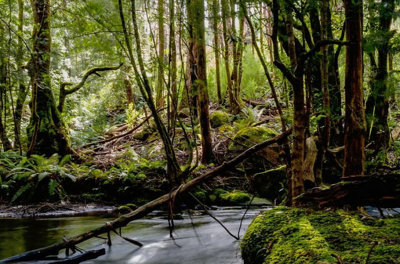 El clima extremo de El Niño mata los árboles y libera CO2