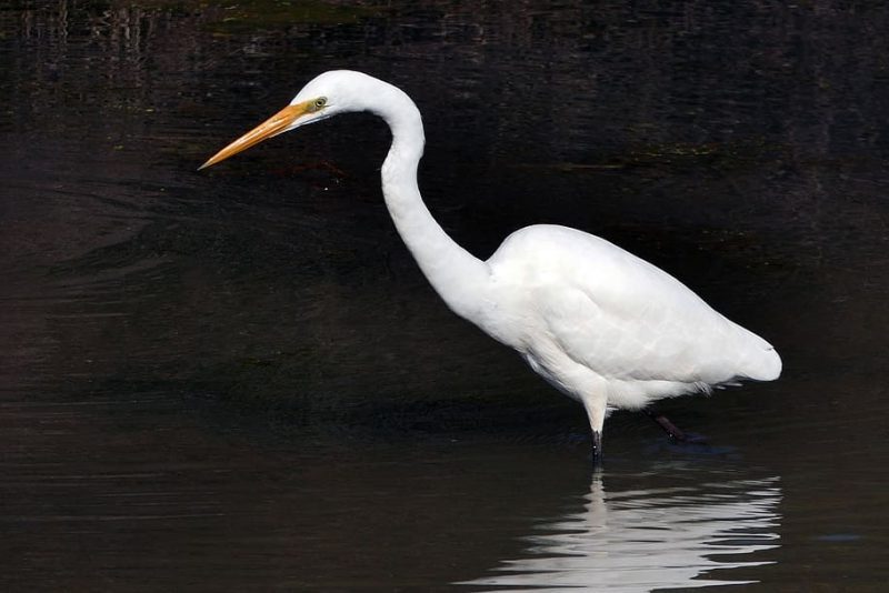 Festejemos los 10 años del Ciclo de Cine Documental Pajareros