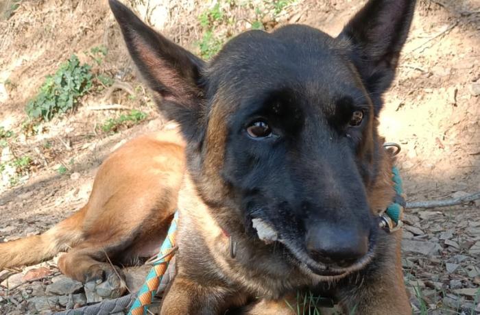 Dea y su amigo humano camino a la felicidad