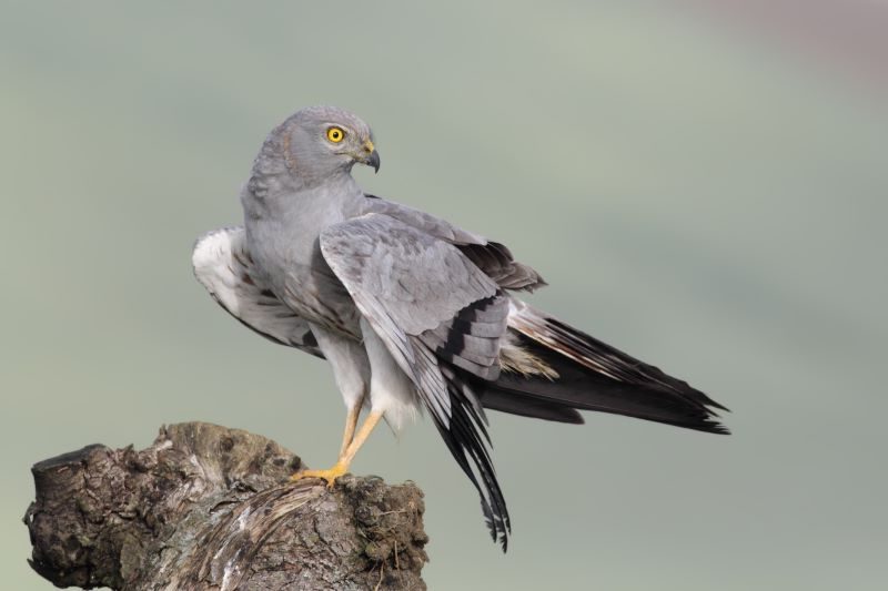 El aguilucho cenizo prospera en la provincia de Cáceres