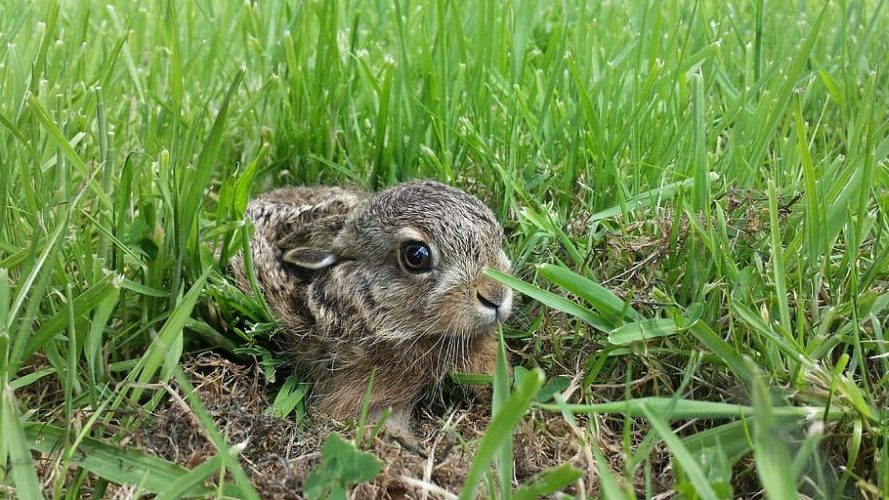 ¿En qué situación está el conejo de monte en la Península Ibérica?