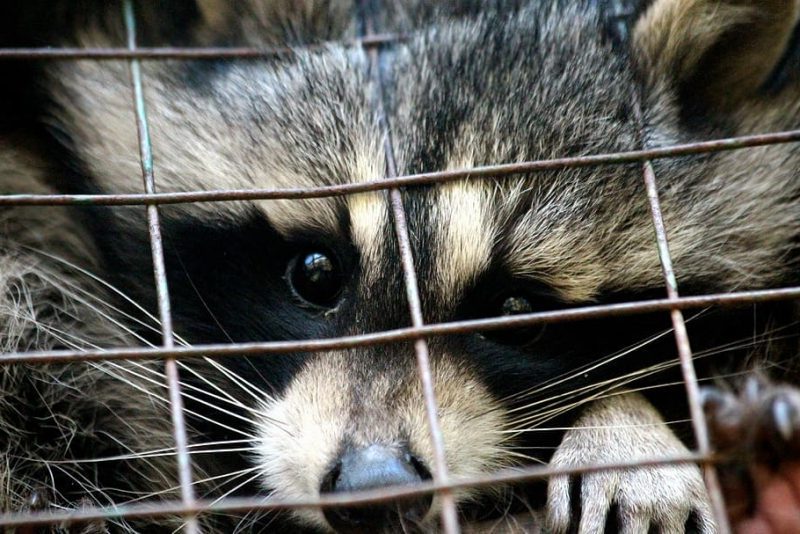 Modificar las jaulas no es la solución a las granjas de pieles