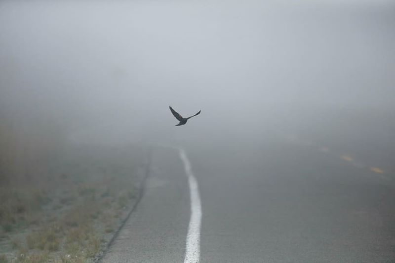 Recolectando agua limpia de la niebla
