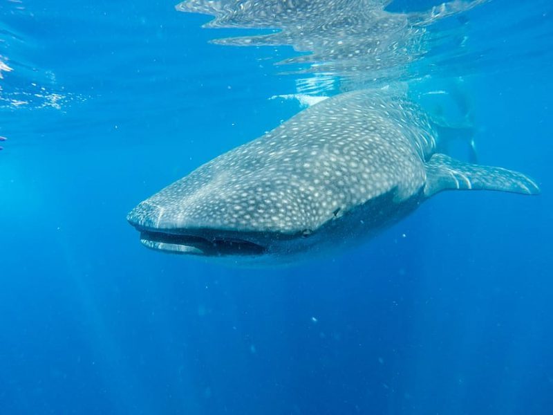 Efectos negativos del ecoturismo con tiburones ballena