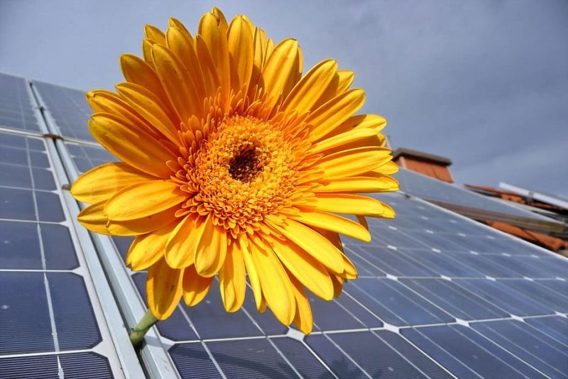 Respaldo de la Eurocámara al impulso de las energías renovables