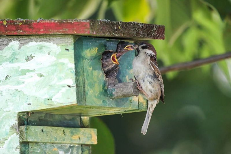 Educando entre aves, naturaleza y emociones